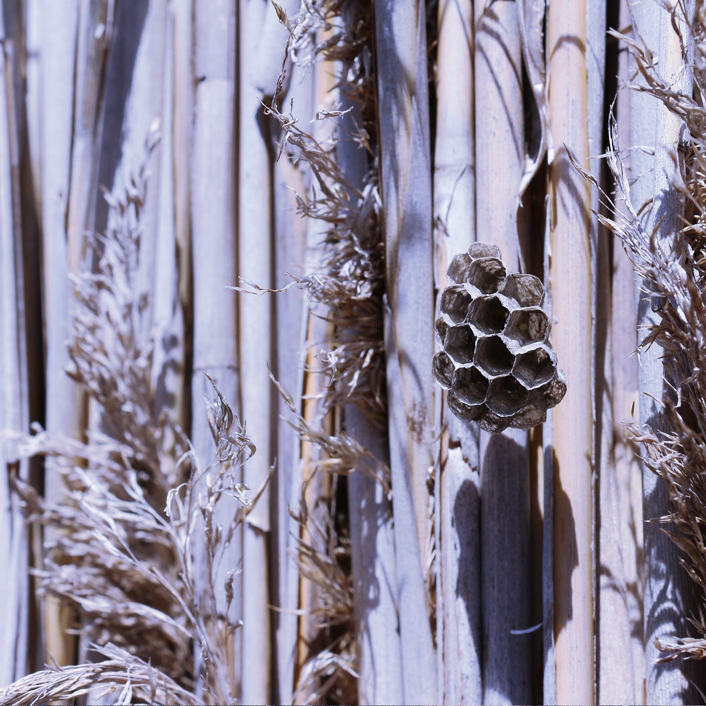 Nid de guêpe sur un mur en arundo donax, (canne géante)