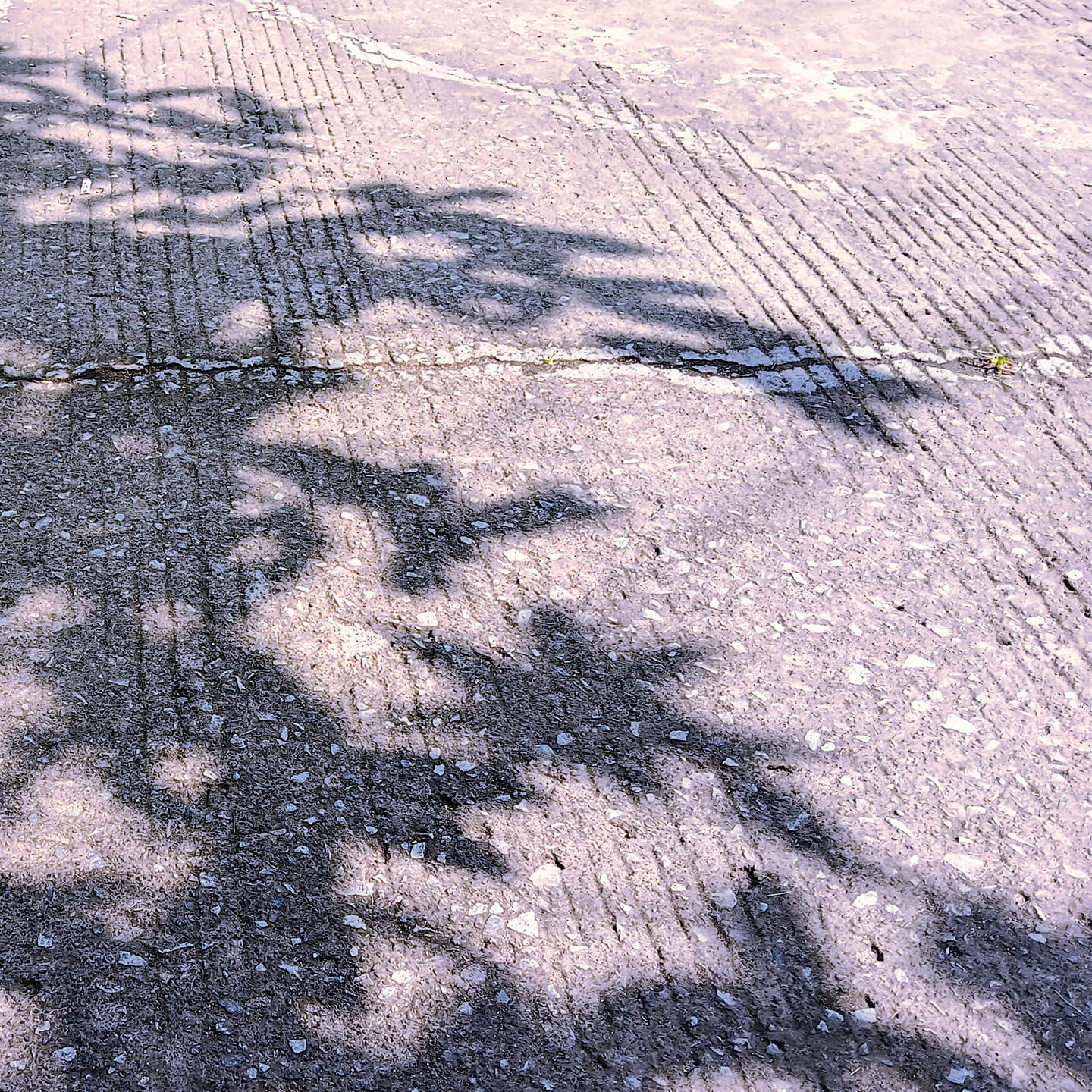 Ombre de feuilles d'arbre sur un sol texturé en béton