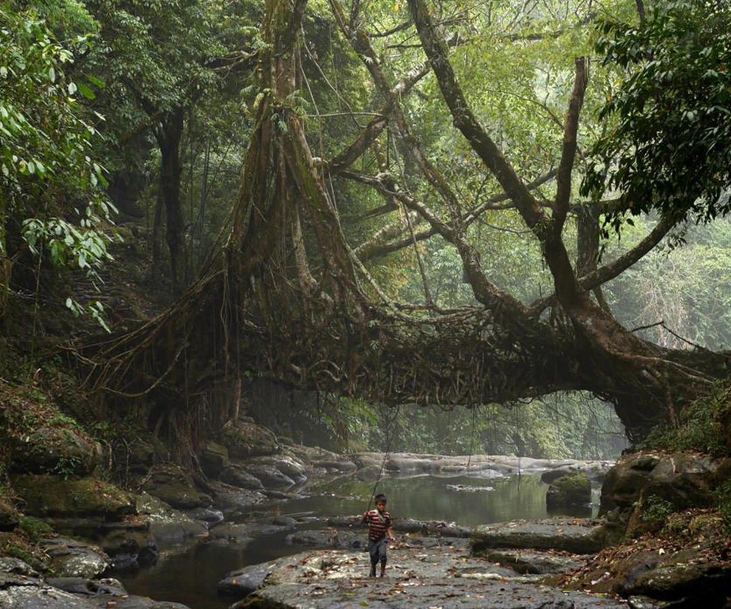 Un arbre forme un pont naturel au dessus d'une rivière